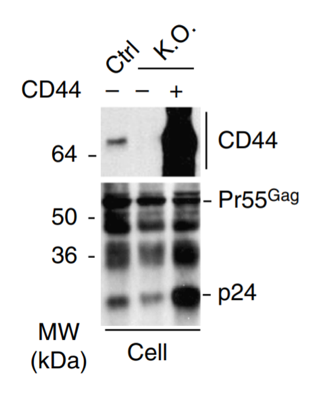 CD44s antibody | knockout validation | R&D systems BBA10 figure 1
