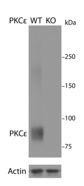 PKCε antibody | knockout validation | BD Biosciences 610085 figure 1
