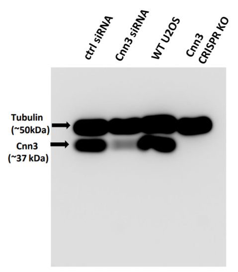 Calponin 3 antibody | knockout validation | Santa Cruz sc-271188 figure 1