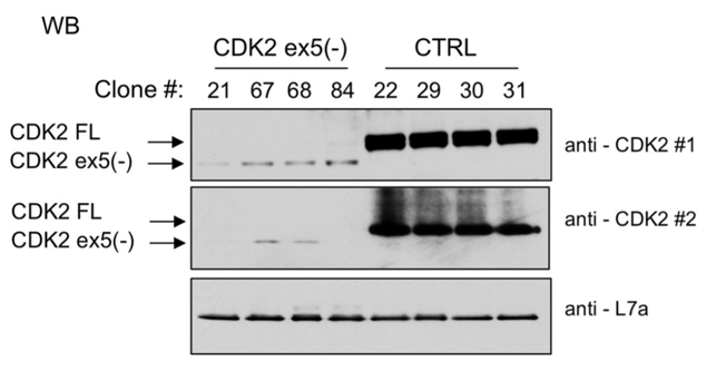 Cdk2 antibody | knockout validation | Abcam ab32147 figure 1