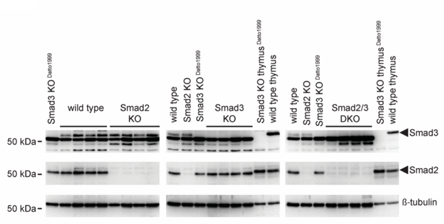 Smad3 antibody | knockout validation | Abcam ab40854 figure 1