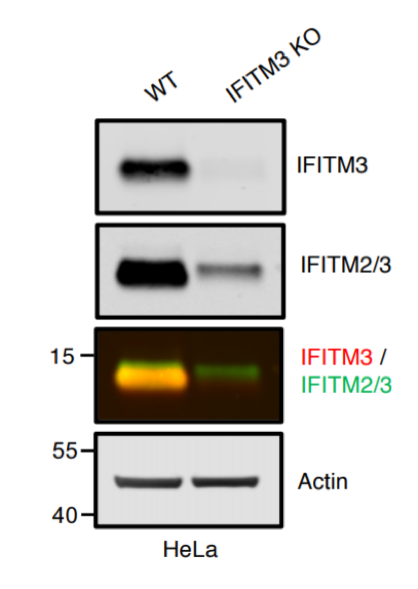 IFITM2/3 antibody | knockout validation | Proteintech 66081-1-Ig figure 1
