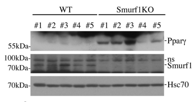 SMURF1 antibody | knockout validation | Novus H00057154-M01 figure 1