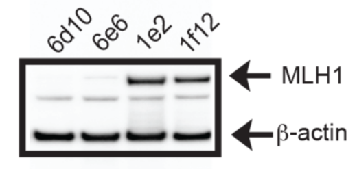 MLH-1 antibody | knockout validation | BD Pharmingen 551091 figure 1