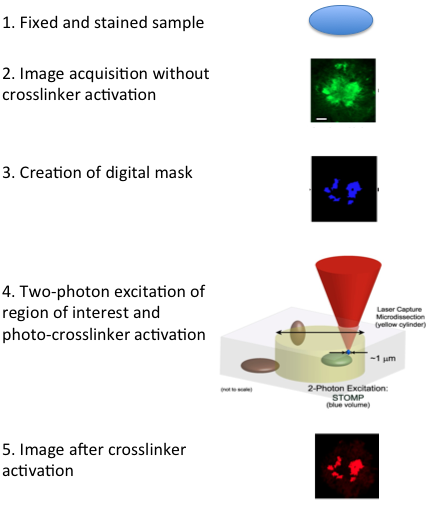 Biological Condensates figure 4