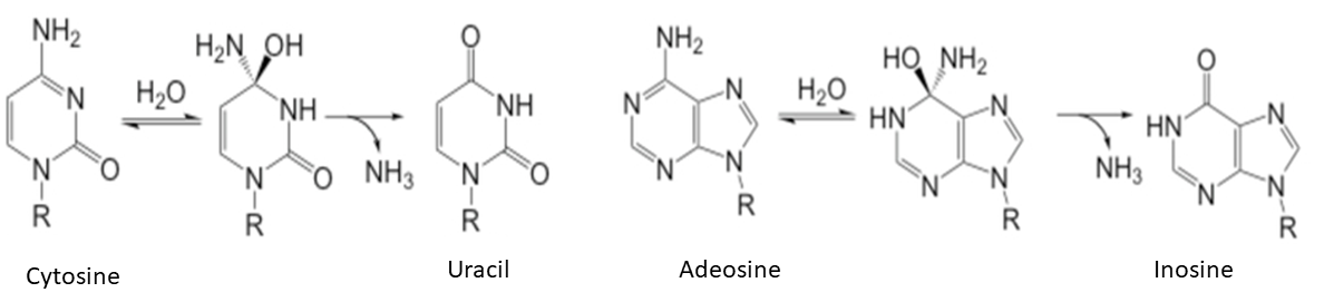 Base Editing figure 1