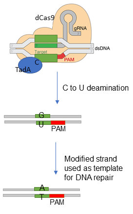Base Editing figure 2