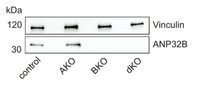 ANP32B antibody | knockout validation | Proteintech 66160-1-Ig figure 1