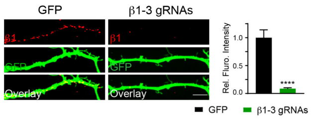 GABA(A)R BETA 1 antibody | knockout validation | Millipore MABN498 figure 1