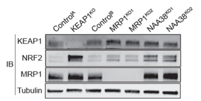 Keap1 antibody | knockout validation | Santa Cruz sc-365626 figure 1