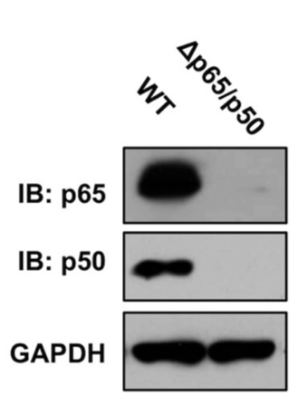 NFκB p50 antibody | knockout validation | Santa Cruz sc-8414 figure 1