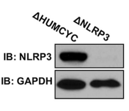 NLRP3 antibody | knockout validation | Cell Signaling 13158 figure 1