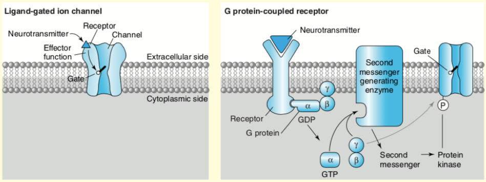 Neuronal Activity Research Methods figure 1