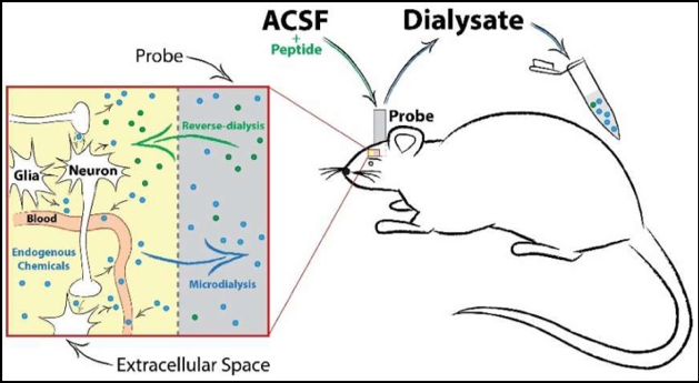 Neuronal Activity Research Methods figure 2