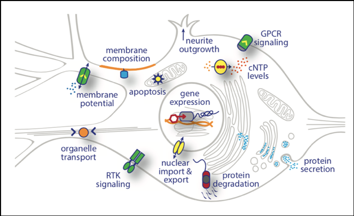 Neuronal Activity Research Methods figure 4
