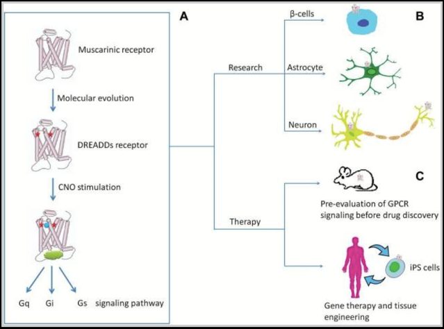 Neuronal Activity Research Methods figure 6