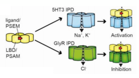 Neuronal Activity Research Methods figure 7