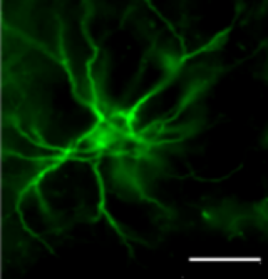 Glial Cell Markers figure 1