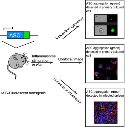 Inflammasome figure 3