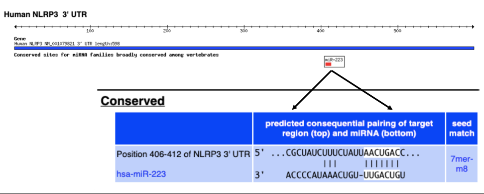 Inflammasome figure 5