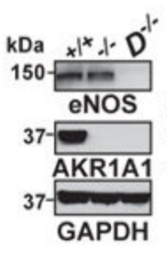 eNOS (pS1177) antibody | knockout validation | BD Transduction 612393 figure 1