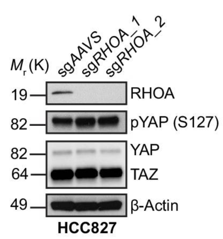 RhoA antibody | knockout validation | Cell Signaling 2117 figure 1