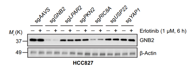 GNB2 antibody | knockout validation | Abcam ab81272 figure 1
