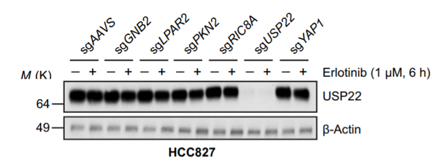 USP22 antibody | knockout validation | Abcam ab195289 figure 1