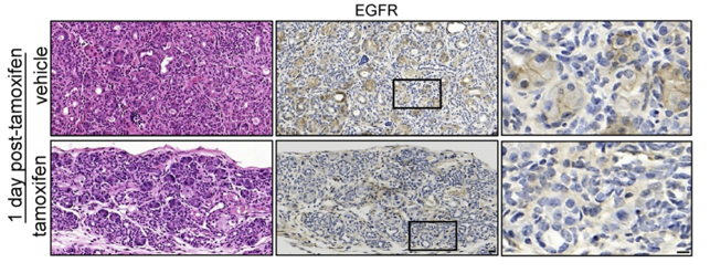 EGFR antibody | knockout validation | Abcam ab52894 figure 1