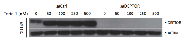 DEPTOR/DEPDC6 antibody | knockout validation | Cell Signaling 11816 figure 1