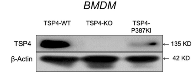 Thrombospondin 4 antibody | knockout validation | Santa Cruz sc-390734 figure 1