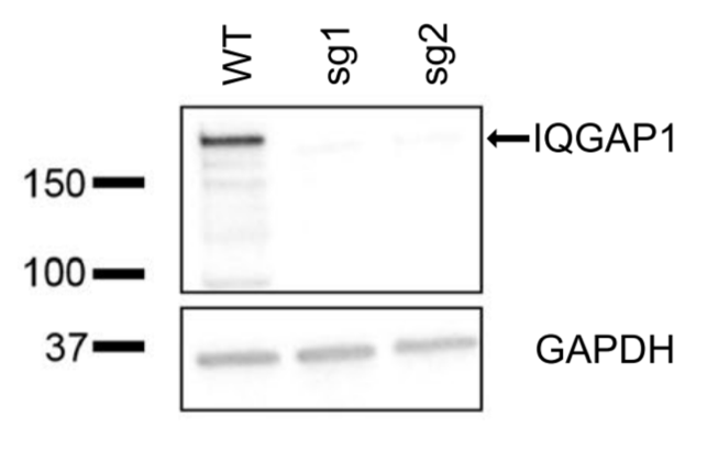 IQGAP1 antibody | knockout validation | Abcam ab133490 figure 1