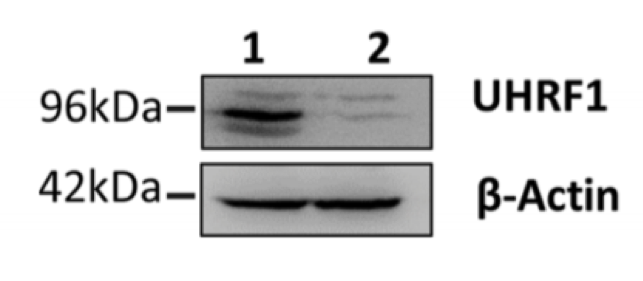 Uhrf1 antibody | knockout validation | Active Motif 61341 figure 1