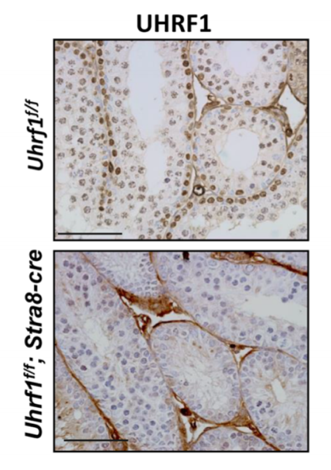 Uhrf1 antibody | knockout validation | Active Motif 61341 figure 2