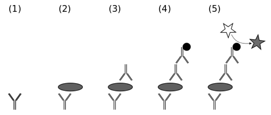 Protein Aggregates figure 10