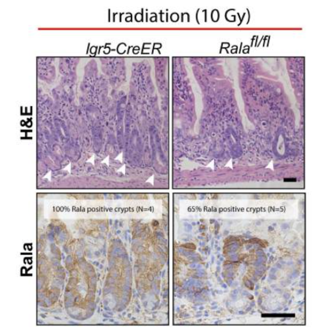 Ral A antibody | knockout validation | BD Biosciences 610222 figure 1