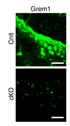 GREM1 / Gremlin‑1 antibody | knockout validation | LSbio LS-C125371 figure 1