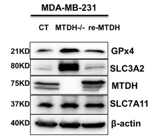 MTDH antibody | knockout validation | Santa Cruz sc-517220 figure 1