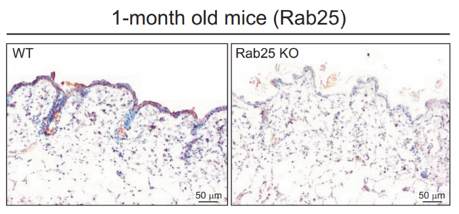Rab25 antibody | knockout validation | Novus NBP1-51599 figure 1