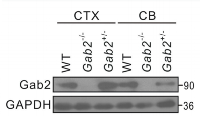 Gab2 antibody | knockout validation | Cell Signaling 3239 figure 1