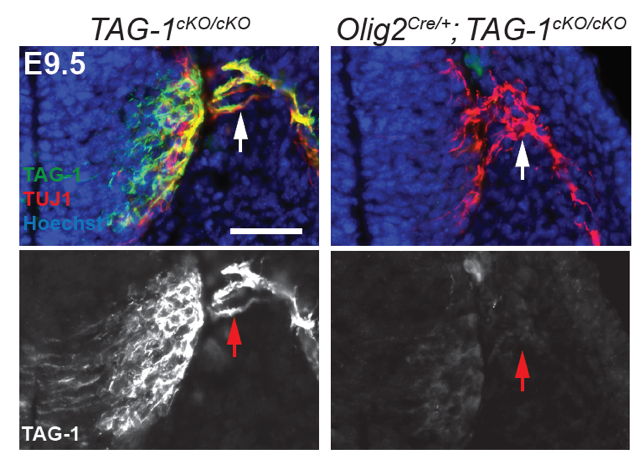 TAG1 antibody | knockout validation | DHSB 4D7/TAG1 figure 1