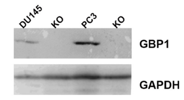 GBP1 antibody | knockout validation | Abcam ab131255 figure 1