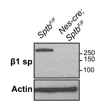 Beta1-spectrin antibody | knockout validation | Neuromab 73-374 figure 1