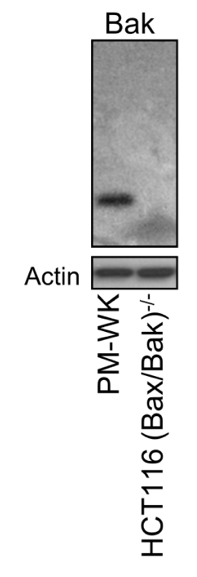 Bak antibody | knockout validation | Abcam ab32371 figure 1