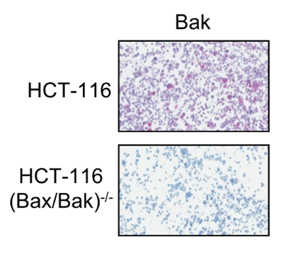 Bak antibody | knockout validation | Abcam ab32371 figure 2