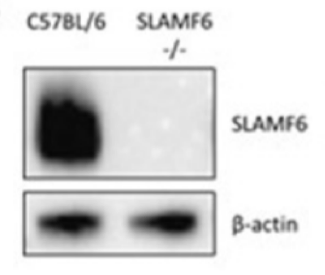 Ly108/Slamf6 antibody | knockout validation | Merck MABF919 figure 1