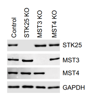 STK25 antibody | knockout validation | Abcam ab157188 figure 1