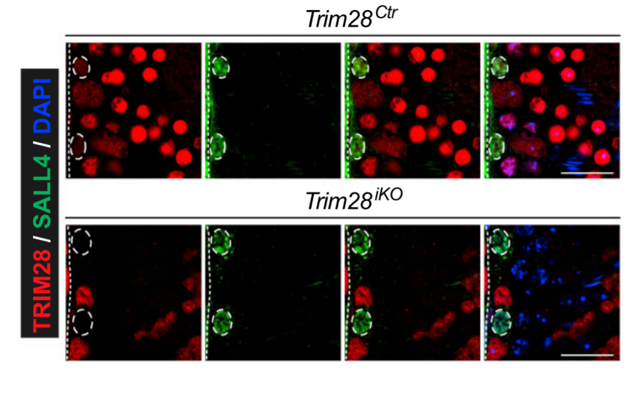 KAP1 / TRIM28 antibody | knockout validation | Abcam ab22553 figure 1