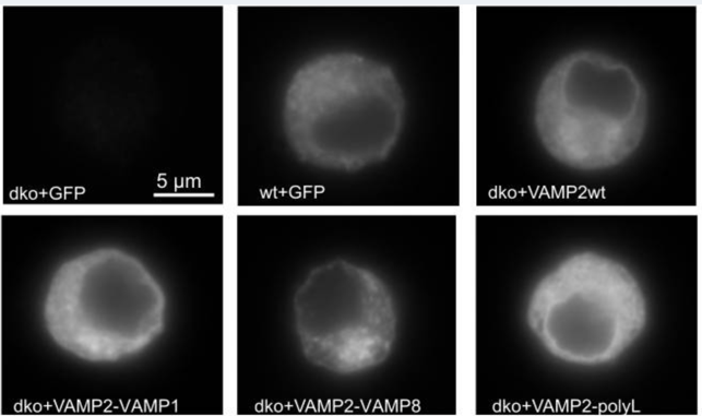 Synaptobrevin 2 antibody | knockout validation | Synaptic Systems 104 211 figure 1