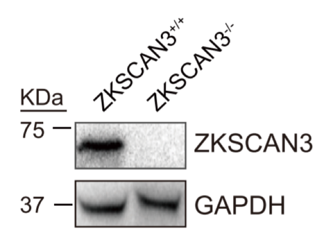 ZKSCAN3 antibody | knockout validation | Santa Cruz sc-515285 figure 1
